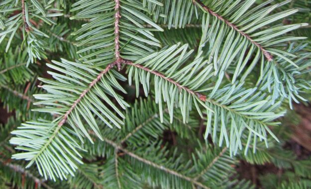 sapin
