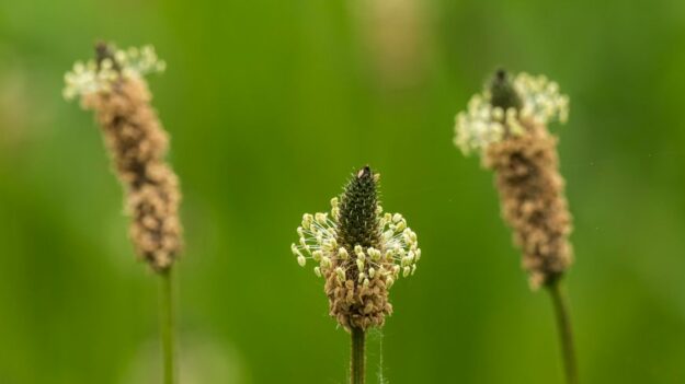 plantain image