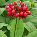 Ginseng