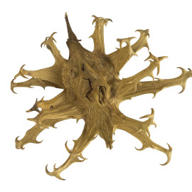 harpagophytum marseille