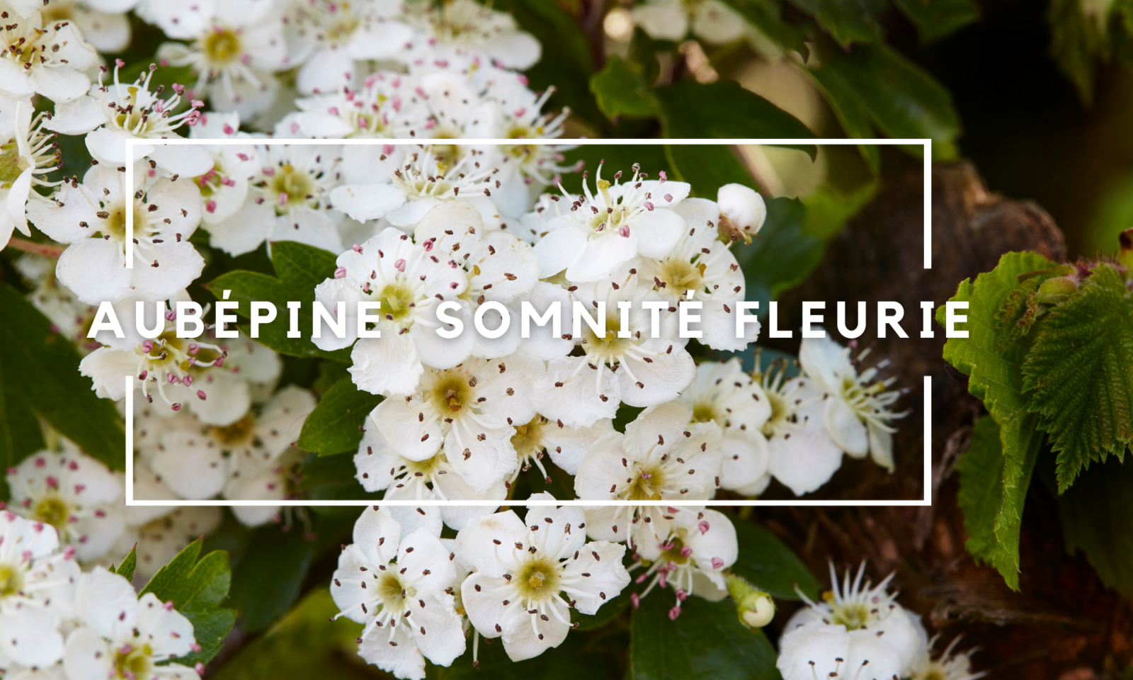 Image Aubépine somnité fleurie