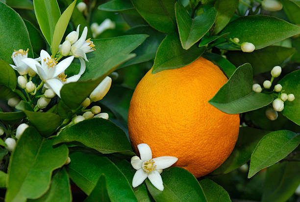 La fleur d'oranger est reconnue pour ses vertus apaisante et sédative