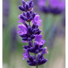 lavandula-angustifolia-hidcote-vraie-lavande