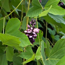 Kudzu