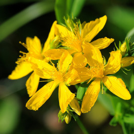 millepertuis marseille